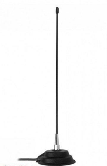 Florida Export (45cm)